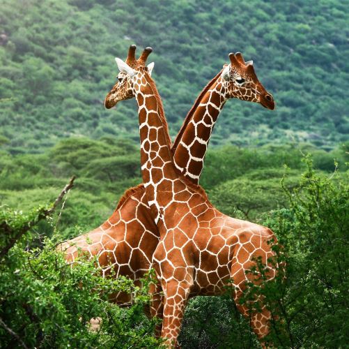 Africa-Giraffe-Photo2.jpg